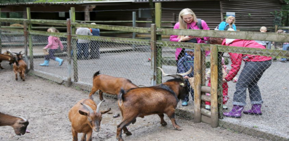 Wildpark Rheingonheim